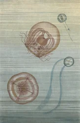 Floating Jellyfish